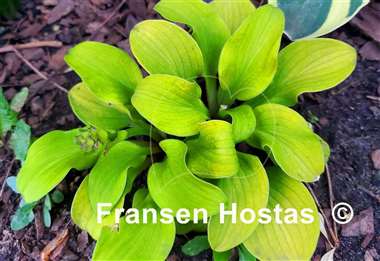 Hosta Mouse FH Collection 2024
